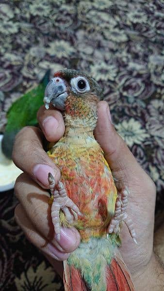 yellow sided conure hand tamed 6
