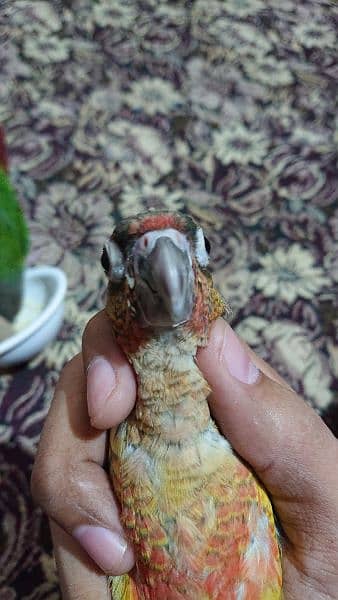 yellow sided conure hand tamed 7