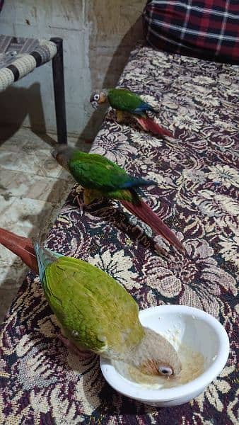 yellow sided conure hand tamed 8