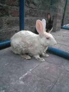 3 active male rabbit for sale