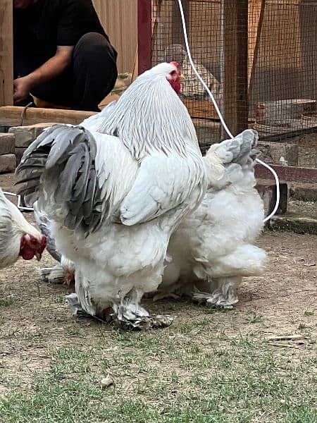 light columbine Brahma chicks for sale 1