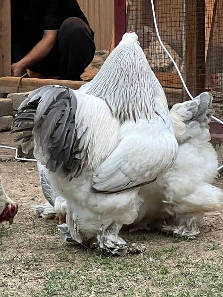 Brahma chicks and eggs for sale 5