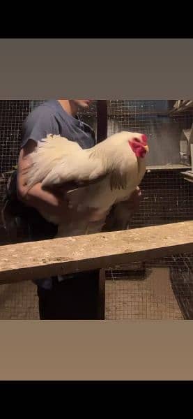 Brahma chicks and eggs for sale 14