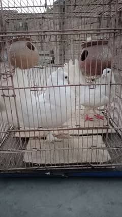 Original Lakkay pigeon peairs