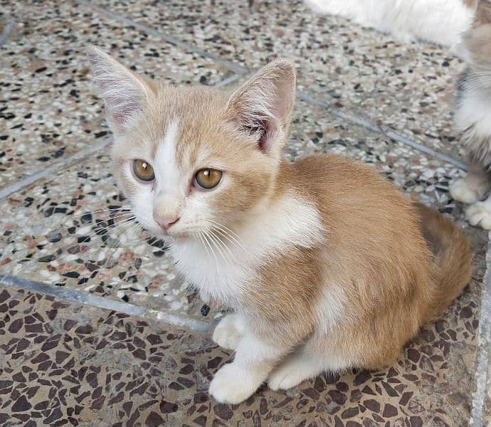White and Brown  Persian kitten Single Coat 3