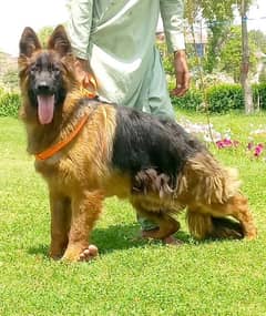 topline show quality gsd proper long coat male for sale