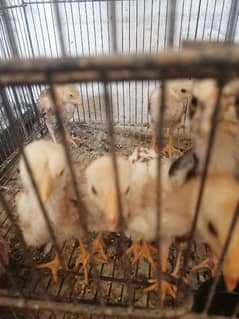 aseel chicks for sale (03047369155)