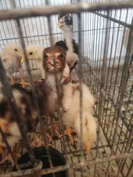 aseel chicks for sale (03047369155) 1