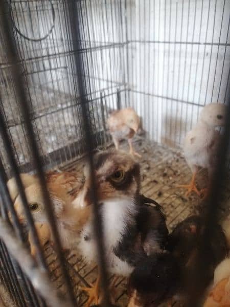 aseel chicks for sale (03047369155) 2