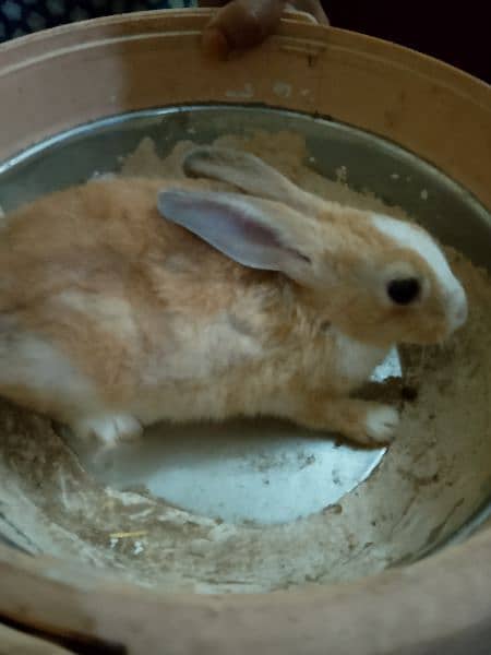 rabbits for sale 1