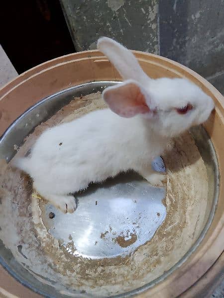 rabbits for sale 5