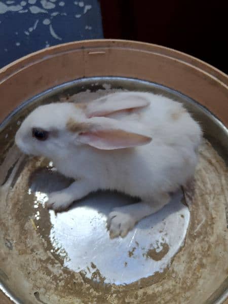rabbits for sale 6