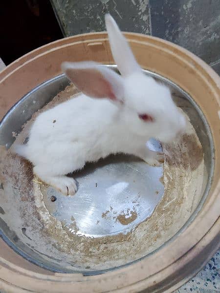 rabbits for sale 7