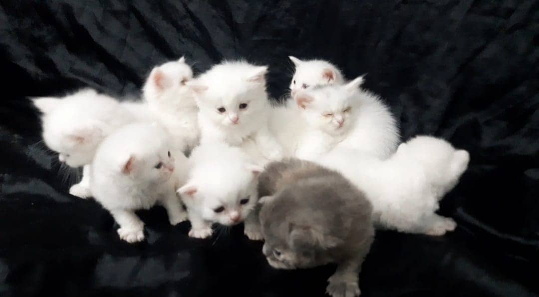 Persian cats/triple coated Persian cats/Persian kittens/punch face 0