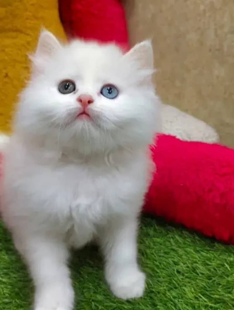 Persian cats/triple coated Persian cats/Persian kittens/punch face 1