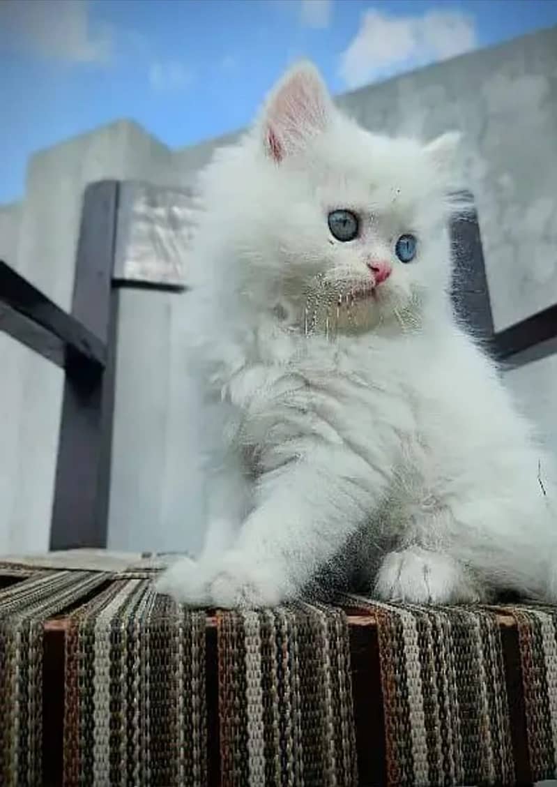 Persian cats/triple coated Persian cats/Persian kittens/punch face 2