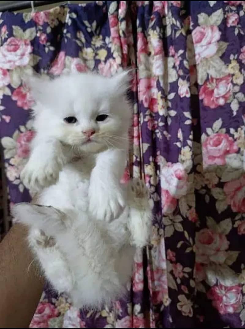 Persian cats/triple coated Persian cats/Persian kittens/punch face 9