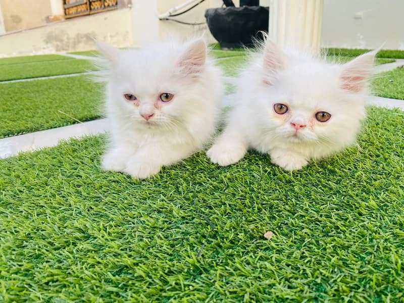 Persian cats/triple coated Persian cats/Persian kittens/punch face 15