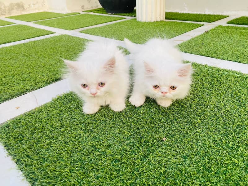Persian cats/triple coated Persian cats/Persian kittens/punch face 16