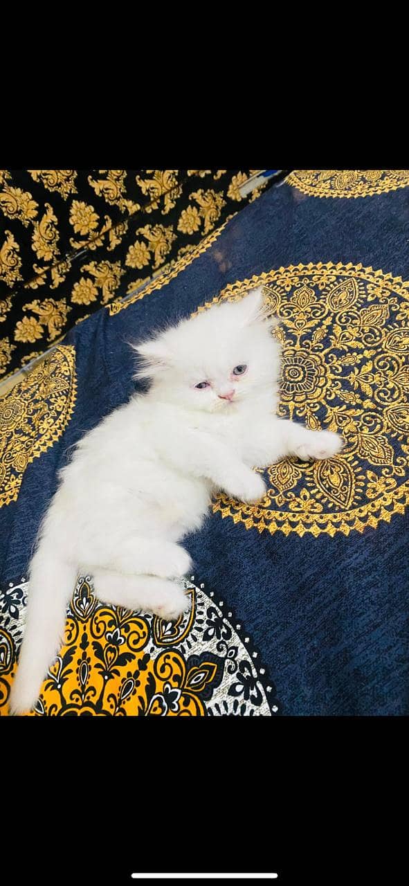 Persian cats/triple coated Persian cats/Persian kittens/punch face 17