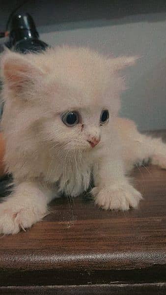 tripple coat persian kittens 1