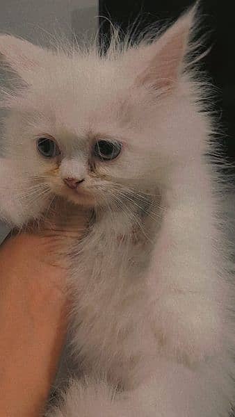 tripple coat persian kittens 5