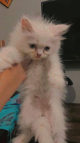 tripple coat persian kittens 8
