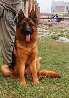 German Shepherd top quality female available for sell