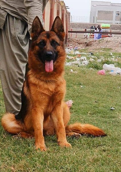 German Shepherd top quality female available for sell 0