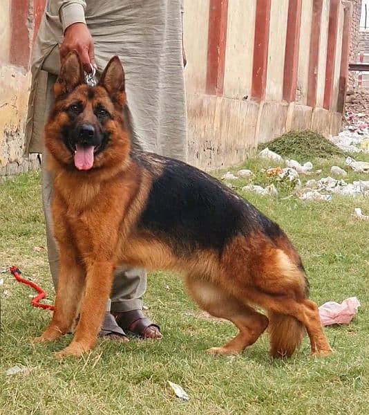 German Shepherd top quality female available for sell 1