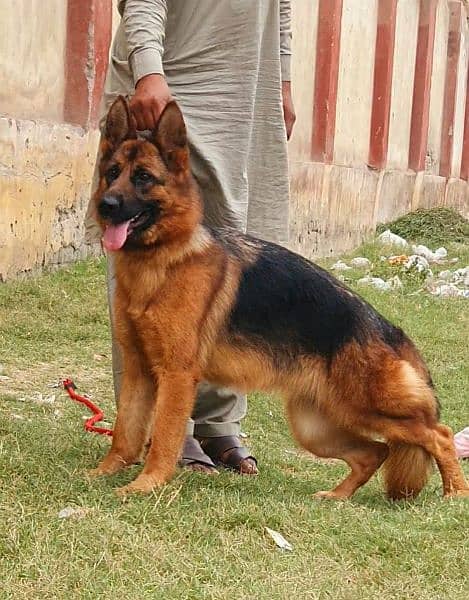 German Shepherd top quality female available for sell 2