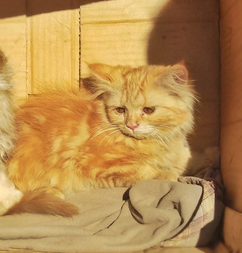 Female Brown Persian Cat Age 2 Months 1