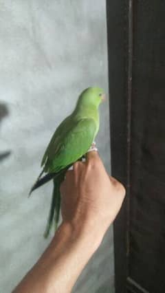 hand tame parrot 03089046950