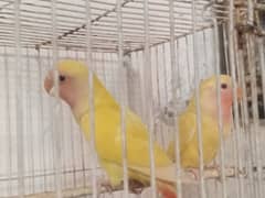 love bird pair for sale