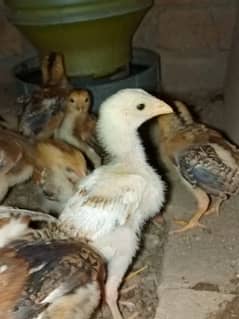 Aseel chicks For Sale