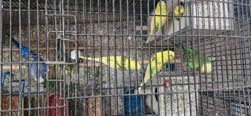 Budgies for sale 1