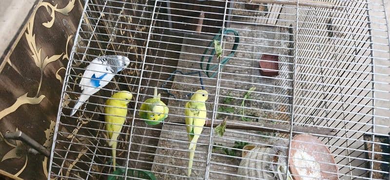 Budgies for sale 3