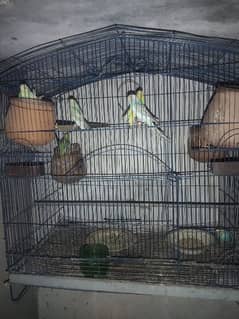 1years budgie for sale || Healthy & Active