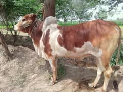 Healthy Bull for Sale - Perfect for Eid-ul-Adha!