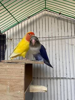 Latino or parblue breeder pair with cage for sale