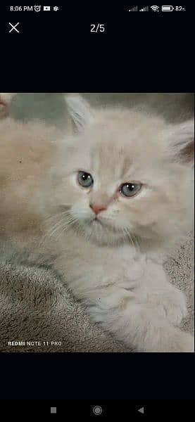 Persian triple coated kittens available 0