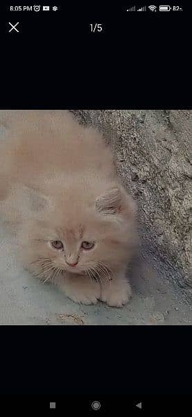 Persian triple coated kittens available 1