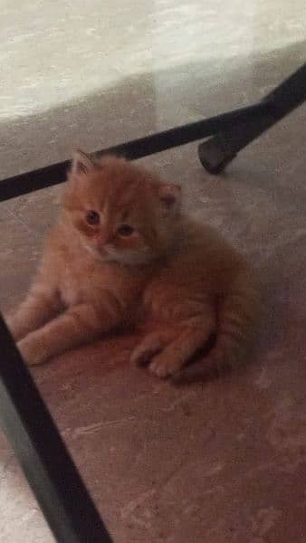 persian triple coated kittens available 1