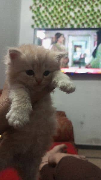 persian triple coated kittens available 2