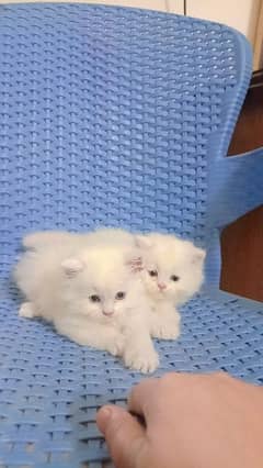 white Persian cats for sale