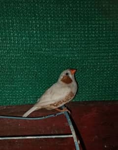 fancy Florida male and fawn pied female finche
