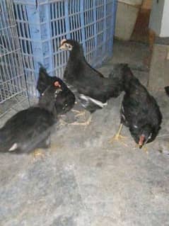 Australorp chicks available for sale in Lahore