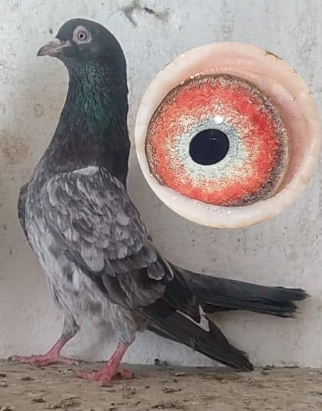kamanger + teddi pigeons 4