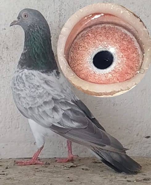 kamanger + teddi pigeons 5