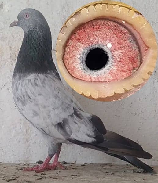 kamanger + teddi pigeons 6